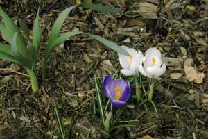 {Crocus}