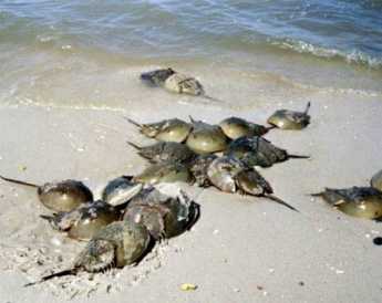 {Horseshoe Crabs}