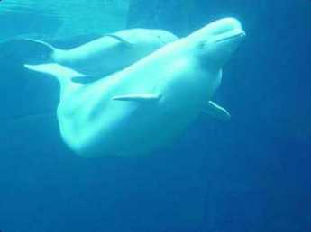 {Beluga Whale}