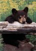 {Bear Cub}