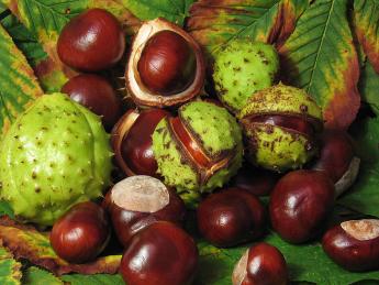 {Chinese Chestnuts}