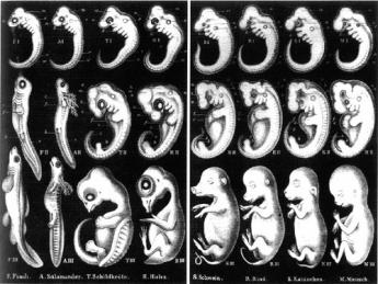 {Haeckel's drawings of vertebrate embryos, from 1874}