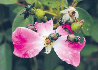 {Japanese Beetles feasting}