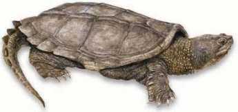 {Snapper Turtle}