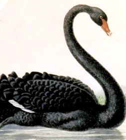 {Black Swan}