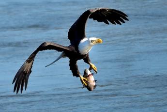 {Bald Eagle Fishing}