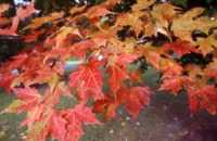 {Fall Leaves}