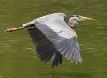 {Great Blue Heron}